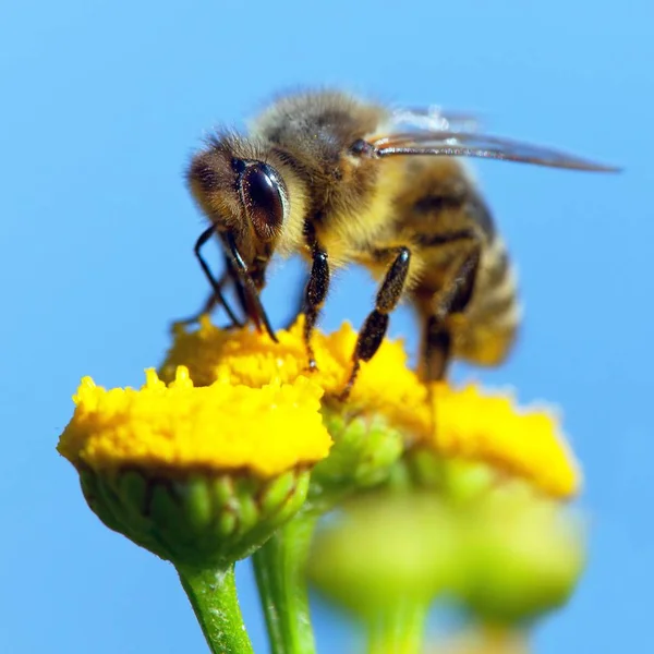 Abelha ou abelha em latim Apis Mellifera — Fotografia de Stock