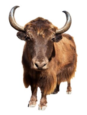 Beyaz arka plan üzerinde izole kahverengi Tibet sığırı