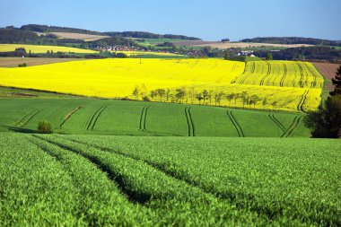 Bahar manzara, Kolza ve Mısır gevreği