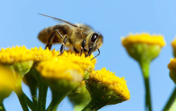 Abeille ou abeille en Latin Apis Mellifera — Photo