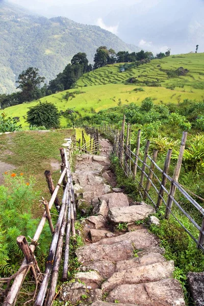 途径和稻田, 喜马拉雅前陆 — 图库照片