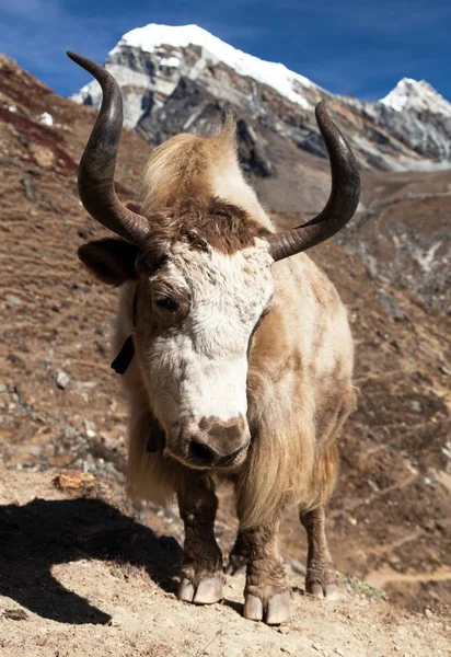 A módja annak, hogy az Everest alaptáborba yak — Stock Fotó