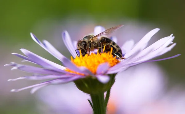 蜂やラテンのセイヨウミツバチの花にミツバチ — ストック写真