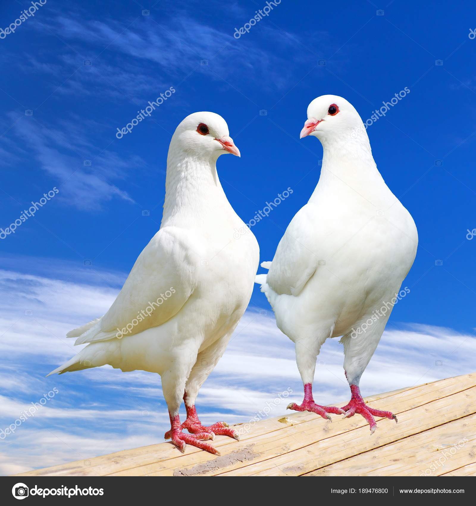 White pigeons sale