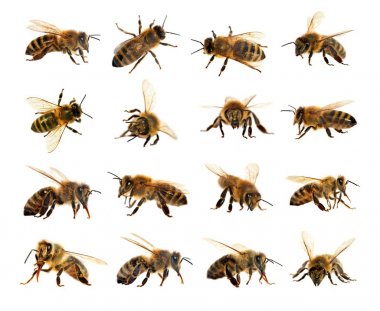 Arı veya bal arısı Latin Apis Mellifera grubu