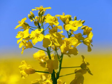 çiçekli kolza tohumu kanola veya kolza