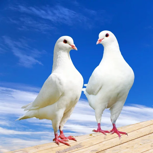 Due piccione bianco su persico con bel cielo — Foto Stock