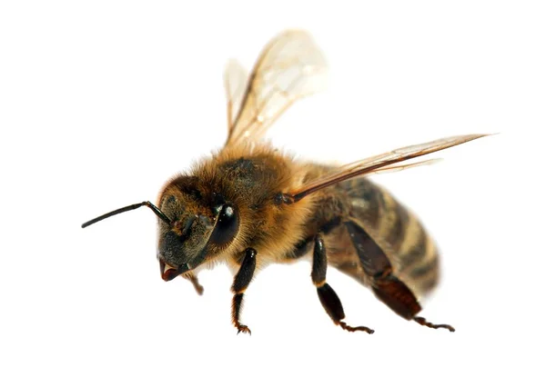 Ape o ape da miele in latino Apis Mellifera — Foto Stock