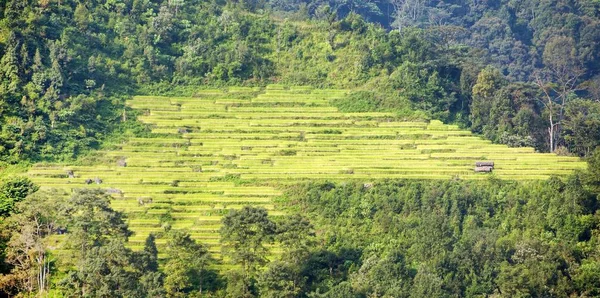 Zlaté terasových rýžových nebo rýžového pole v Nepálu — Stock fotografie