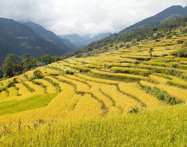 Rice or paddy fields in Nepal Himalayas — Stock Photo, Image