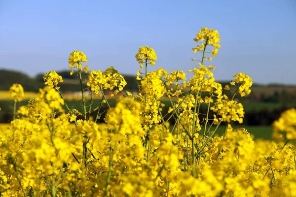 Canola de colza ou colza — Fotografia de Stock