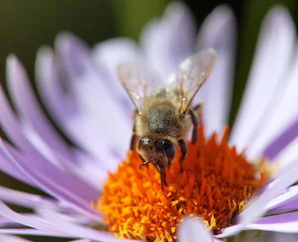 Biene oder Honigbiene in lateinisch apis mellifera auf Blume — Stockfoto