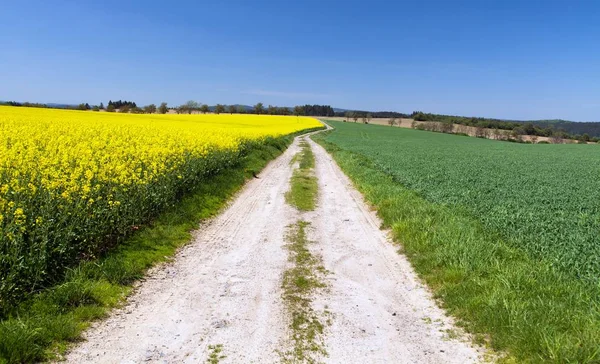 Field of rapeseed, canola or colza with rural road — Stock Photo, Image