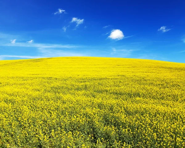 Feld blühender Rapsraps oder Raps — Stockfoto