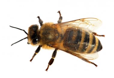 Latin Apis Mellifera 'da arı ya da bal arısı