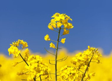 çiçekli kolza tohumu kanola veya kolza