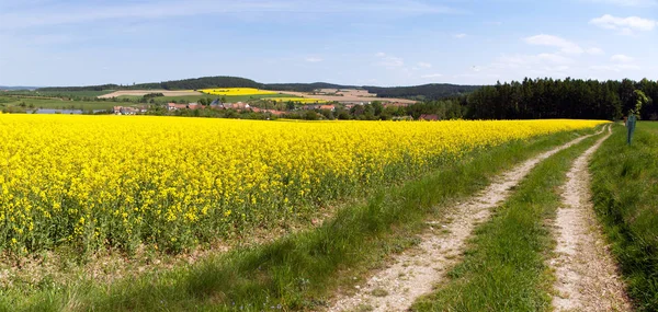 Field of rapeseed, canola or colza — Stock Photo, Image