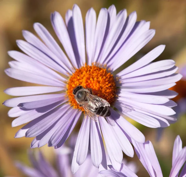 Biene oder Honigbiene in lateinisch apis mellifera auf Blume — Stockfoto