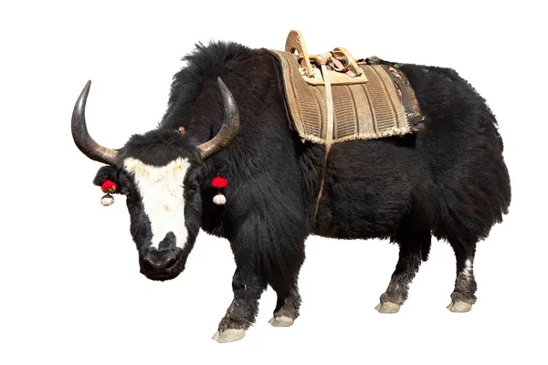 Black and white yak — Stock Photo, Image