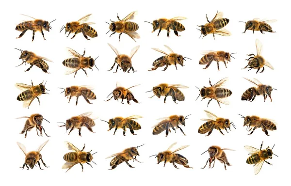 Grupa pszczoła lub pszczół miodnych w Łacińskiej Apis Mellifera — Zdjęcie stockowe
