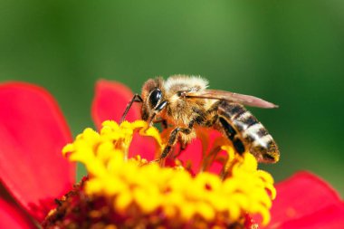 Latin Apis Mellifera 'da arı ya da bal arısı
