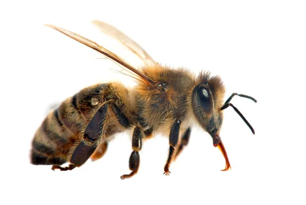 Μέλισσα ή μέλισσα στα λατινικά Apis Mellifera — Φωτογραφία Αρχείου