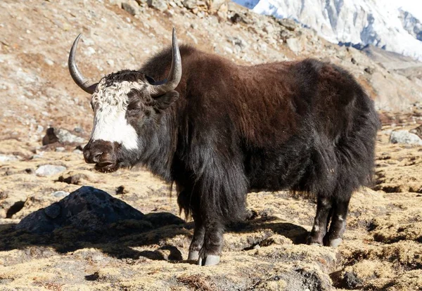 Svart yak — Stockfoto