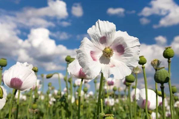 Detalle de la amapola de opio floreciente — Foto de Stock
