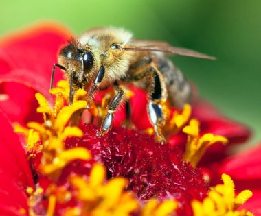 Latin Apis Mellifera 'da arı ya da bal arısı