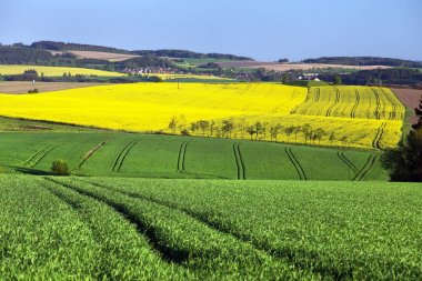 Bahar manzara, Kolza ve Mısır gevreği