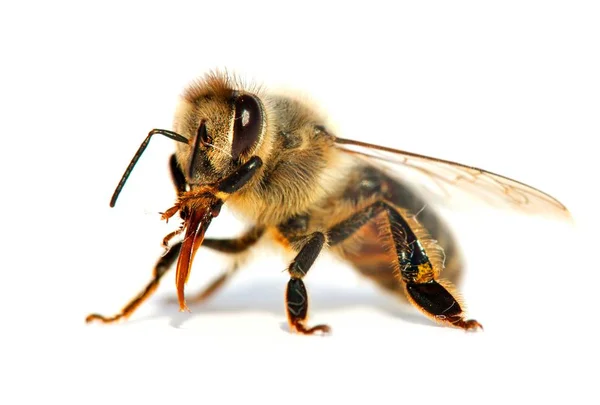 Biene oder Honigbiene auf lateinisch Apis mellifera — Stockfoto