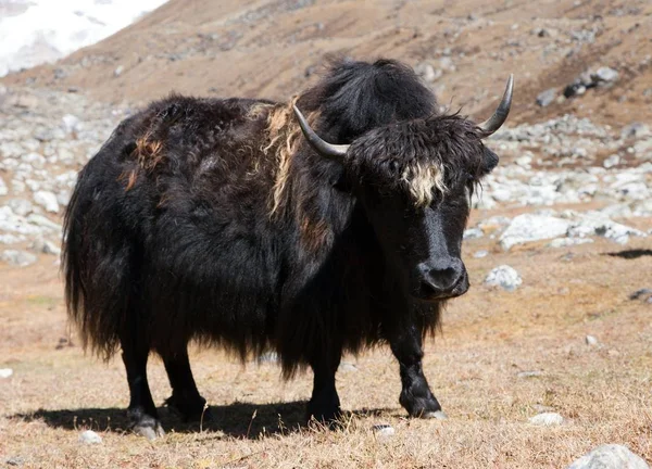 Svart yak — Stockfoto