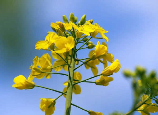 Çiçekli kolza tohumu kanola veya kolza — Stok fotoğraf
