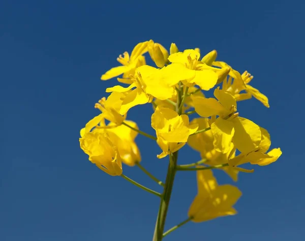 Canola de colza ou colza — Fotografia de Stock