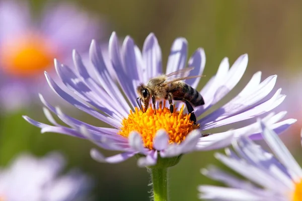Biene oder Honigbiene in lateinisch apis mellifera auf Blume — Stockfoto