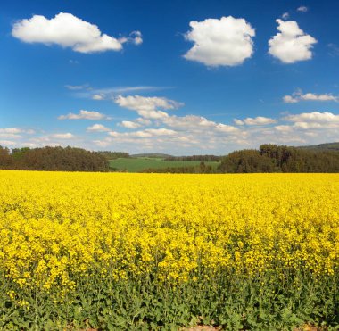 Latin Brassica Napus'ta kolza, kanola veya kolza tarlası