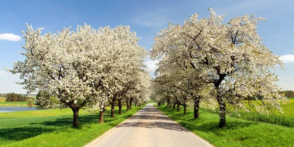 Camino y callejón de cerezos florecientes —  Fotos de Stock