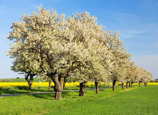 Alley of flowering cherry trees white colored — Stock Photo, Image