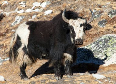 Siyah beyaz Yak Everest ana kampına yolda