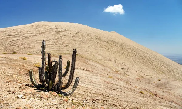 Cerro Blanco Sanddüne mit Kaktus in der Nähe von Nasca — Stockfoto