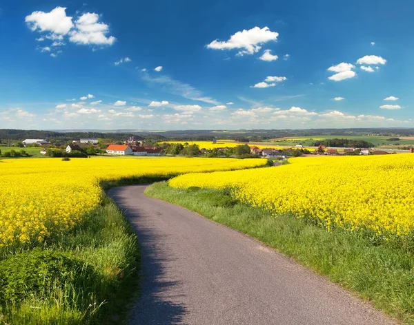 Field of rapeseed, canola or colza — Stock Photo, Image