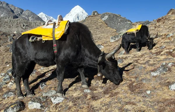 Svart yak på väg till Everest basläger - Nepal — Stockfoto