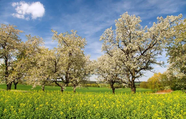 Rapeseed field and alley of flowering cherry trees — Stock Photo, Image