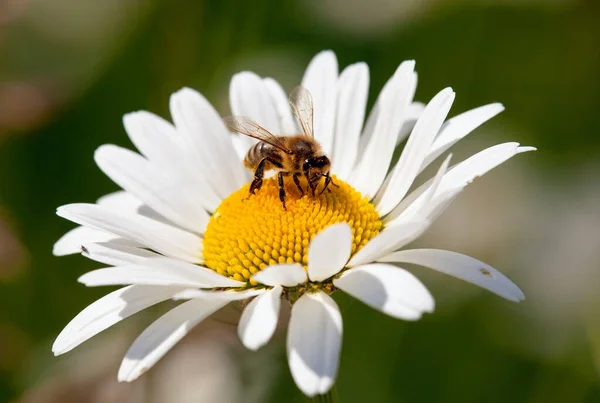 Abeja o abeja sobre flor blanca de margarita común — Foto de Stock