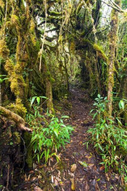 Machu Picchu, Peru İnka şehrine giden yol.