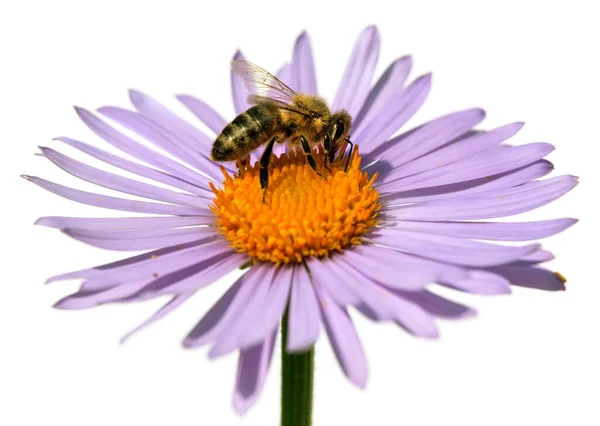 Abelha ou mel em flor, isolado — Fotografia de Stock