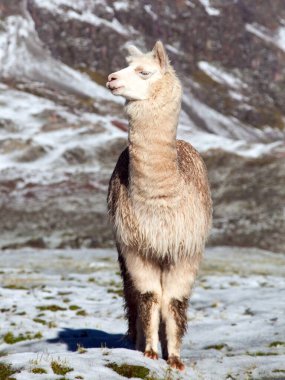 Dağlardaki lama mı lama mı?