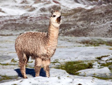 Dağlardaki lama mı lama mı?