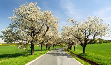 yol ve sokak çiçekli kiraz ağaçlarının