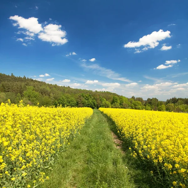 Gebied van raapzaad-, koolzaad en raapzaad, — Stockfoto